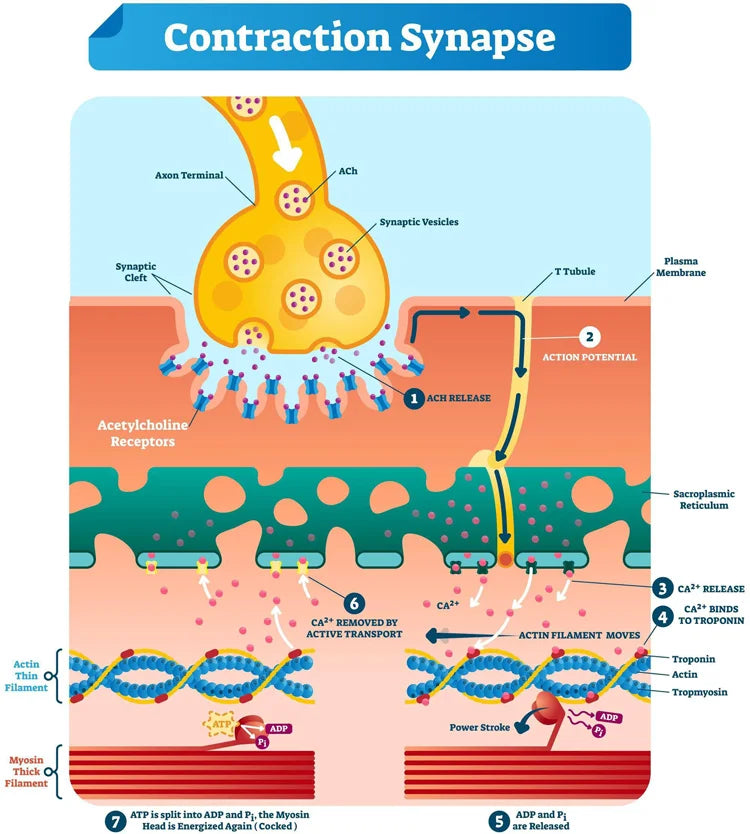 EMS Body Slimming Machine MuscleEMS Electrical Stimulation Muscle Sculpt Fat Burning Control Carving Weight Loss Machine