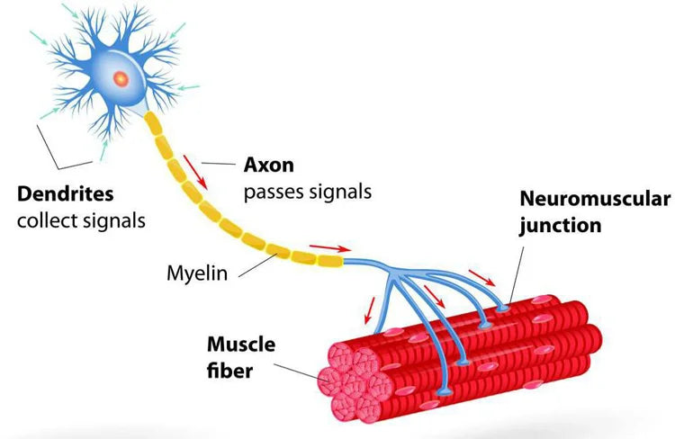 EMS Body Slimming Machine MuscleEMS Electrical Stimulation Muscle Sculpt Fat Burning Control Carving Weight Loss Machine